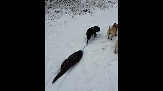 Pet otter joins pair of pups for lovely walk in the snow