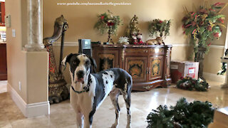 Cat joins Great Dane to help deck the halls for Christmas