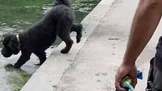 Dog accidentally falls into lake