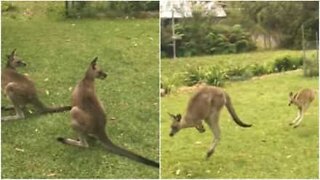 Adorable baby kangaroo shows up at family's backyard