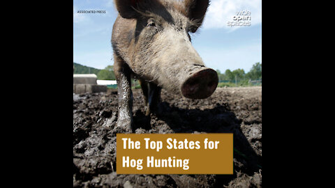 The Top States for Hog Hunting