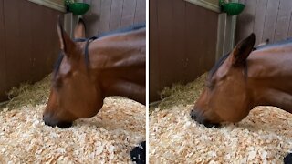 Sleeping horse has very intense dream