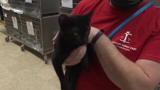 Adopters needed as Hamilton County Animal Shelter fills up