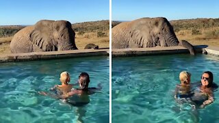 Wild elephant drinks from safari pool in South Africa