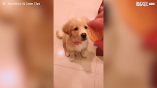 Tasty cookie leaves puppy hypnotized