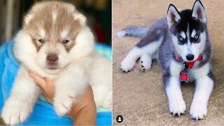 Difference between Wooly & Standard Coat Husky