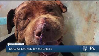 Dog Recovering After An Alleged Machete Attack