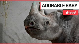 Adorable pictures and video of baby rhino