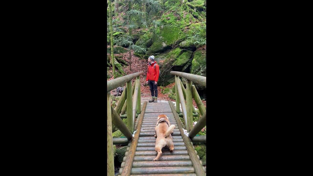 Dog afraid to walk across bridge.MOV