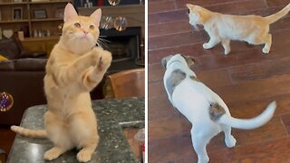 Kitten & Puppy Best Friends Love To Pop Bubbles
