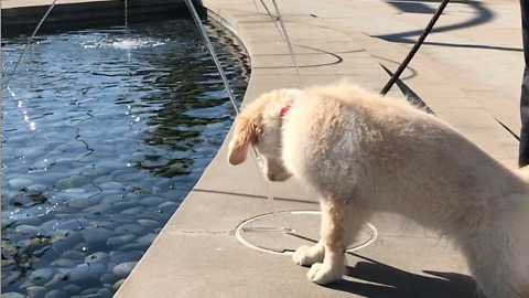 Golden retriever puppy curious of water fountain