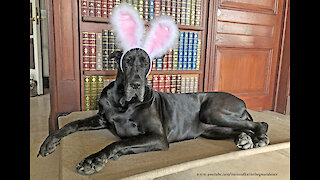 Black Great Dane Is Beautiful With Easter Bunny Rabbit Ears