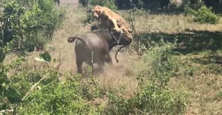 Bufalo attacca un leone in un parco nazionale