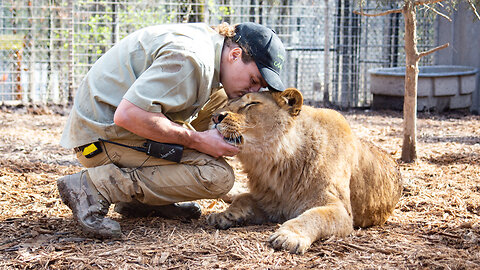 I'm A 'Lion Dad' To 4 Lions and Ligers | BEAST BUDDIES