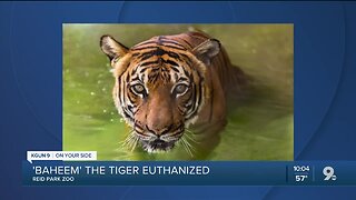 Reid Park Zoo tiger euthanized