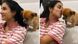Sweet puppy preciously begs for kisses from owner