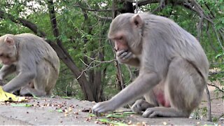 Monkeys stuff their faces with peanuts using impressive technique