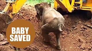 A baby elephant was saved from a well in India