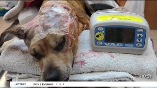Possible bait dog with gruesome injuries recovering in Southwest Florida