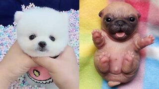 Cute puppies 😍 Compilation # 1