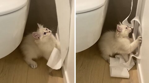 Mischievous kitten unravels toilet paper roll