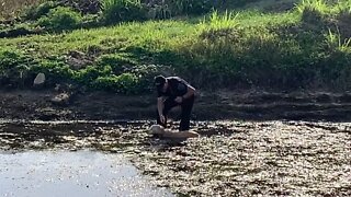 Police officer rescues scared dog stuck in mud