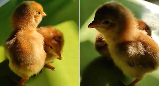 Baby Chicks Cute Sounds