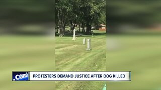 Protesters demand justice after dog killed