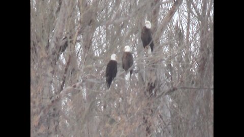 Massive amount of bald eagles gather in tree