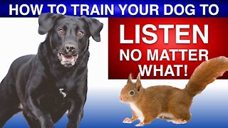 Basic Dog Training. Know How to train your dog.