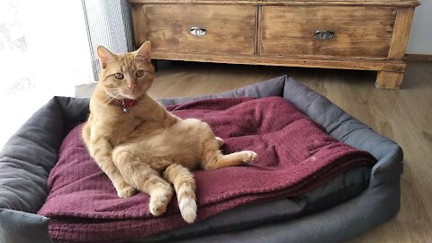 Chilled out cat sits upright just like a human