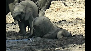 Baby elephant shoves entire face into the mud