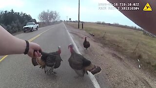 It’s not uncommon for these deputies to encounter turkeys during a traffic stop!