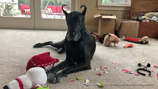 Great Dane farts on camera while playing with her toys