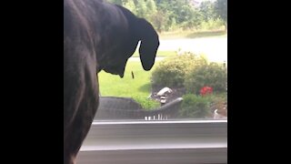 Pup tries to eat caterpillar crawling up the screen window