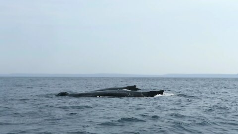 Humpback whales don't seem to mind research boat at all