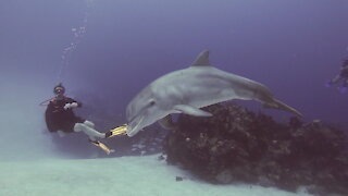 Wild dolphins swim with scuba divers in the Bahamas