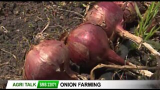 The Onion doctor - all about onion farming in Kenya - Agri Talk
