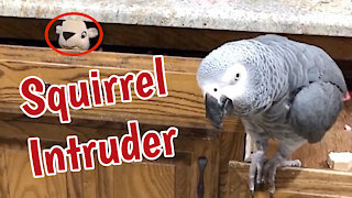 Parrot evicts "squirrel" from kitchen drawer