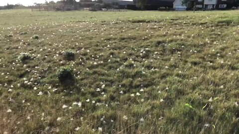 Field literally covered with thousands of spiderwebs