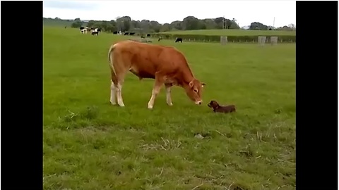 Lana The Puppy Can't Contain Her Excitement When She Meets A Cow For The Very First Time