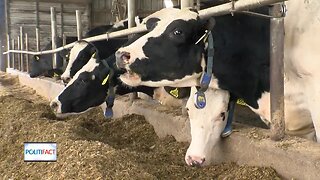 POLITFACT: Taking a closer look at Wisconsin dairy farm losses