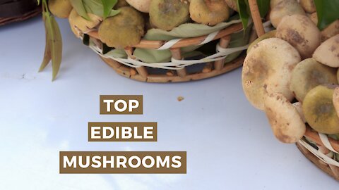 3 Must Mushrooms for your Diet