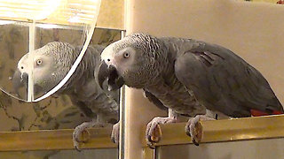 Talking parrot discusses nighttime routine with owner