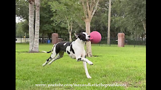 Galloping Great Dane Love His Jolly Ball Horse Toy