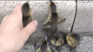 Man rescues ducklings from road