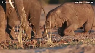 Elefantes bebês se divertem praticando ‘Jiu-jitsu’