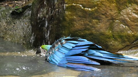 Rescued macaw loves taking bath in a waterfall