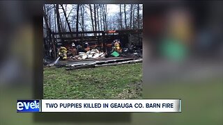 Geauga County barn fire kills 2 dogs, injures mother dog attempting to rescue puppies