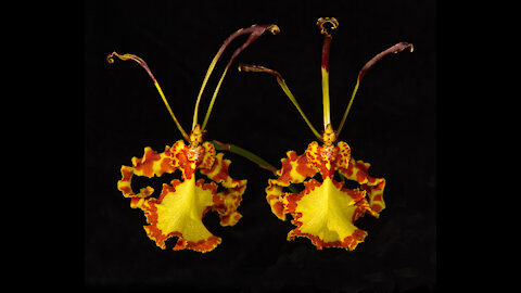 2021-06 June St Augustine Orchid Society Virtual Show Table